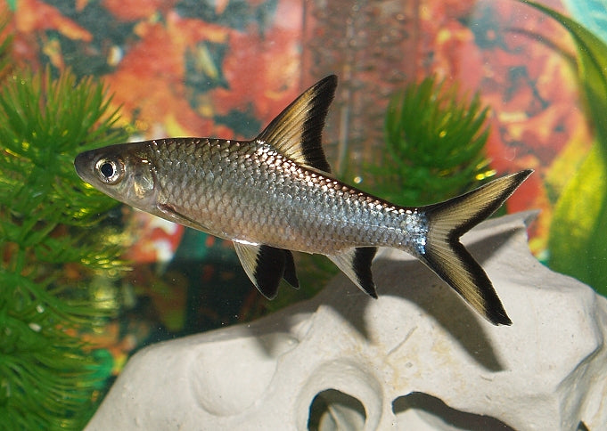 Keeping Tropical Fish: How to care for Silver Sharks