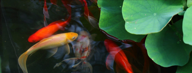 The Complete Guide to Buying Pond Fish