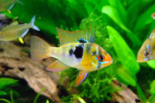 A Beginner’s Guide to Setting up an Aquarium