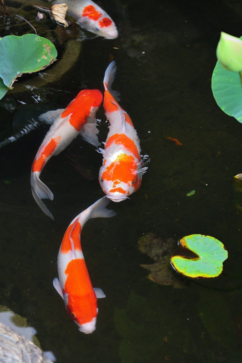 Ponds in Spring : Tips for a Healthy Pond