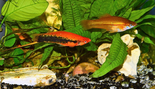 Keeping Tropical Fish: The Colourful World of Swordtail Fish