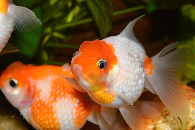 Your Essential Guide to Fantail Goldfish Care