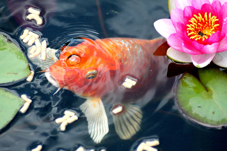 A Complete Guide to Feeding Your Fish