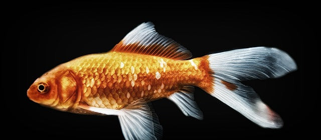 All About Goldfish: Your Guide to a Happy, Healthy Pond