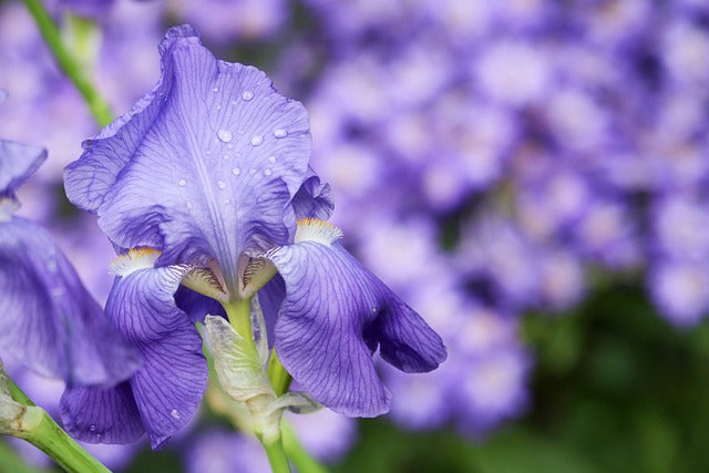 Pond Plants: How to Choose the Right Ones and Their Benefits for Your Pond