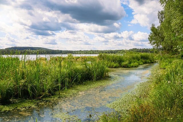 Effective Prevention and Solutions for Algae Problems in Ponds