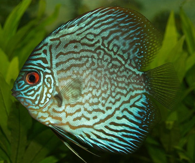 Understanding Water Hardness in Ponds & Aquariums