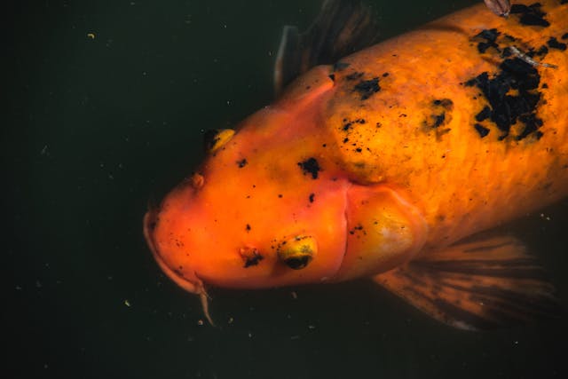 Utsurimono Koi Varieties: Everything You Need to Know