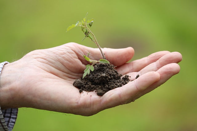 The Ultimate Guide to Potting Pond Plants: Tips for Healthy Growth and a Beautiful Pond