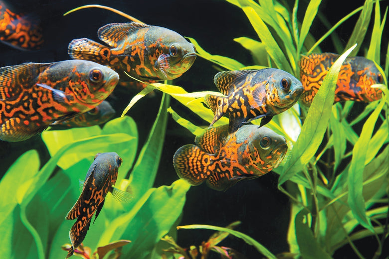 What fish can I keep together in my Aquarium?