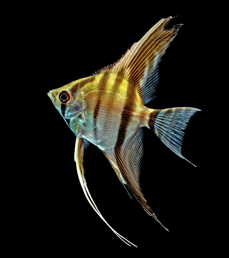 Keeping Tropical Fish: How to care for Angelfish