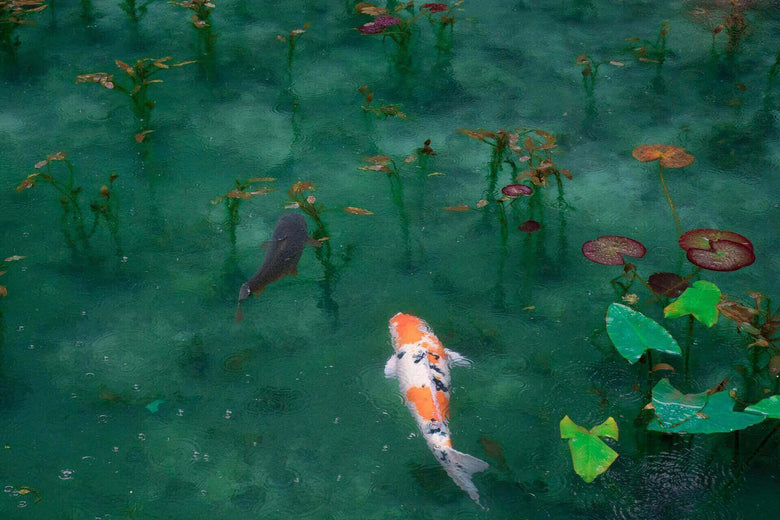 Pond Care & Maintenance Top Tips