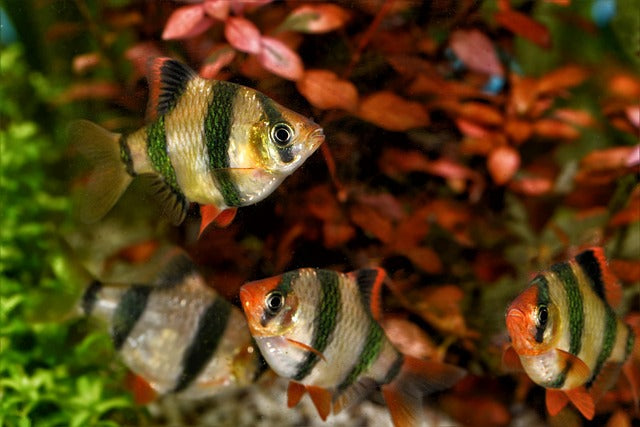 Keeping Tropical Fish – How to care for Tiger Barbs