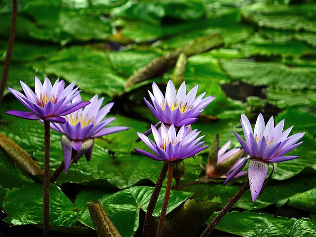How to Prepare Your Pond for Spring