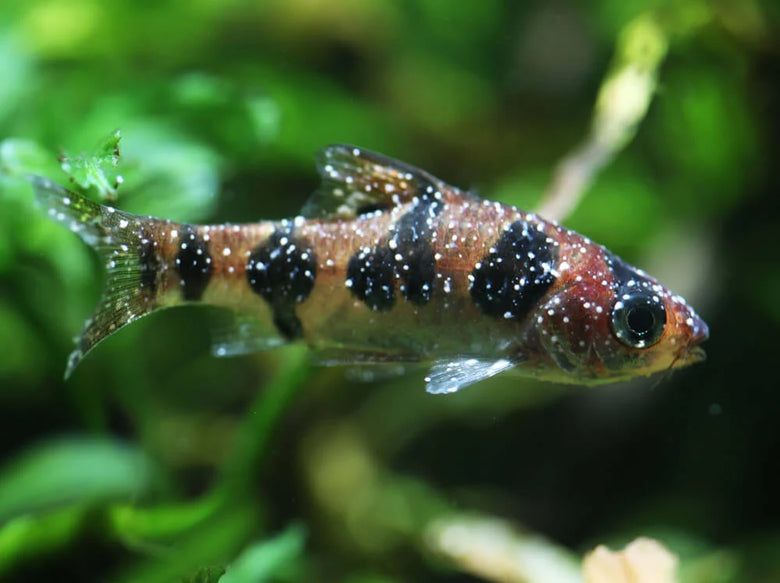 Understanding White Spot in Aquariums: Causes, Symptoms & Effective Treatment