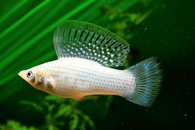 Keeping Tropical Fish: How to Care for Molly Fish