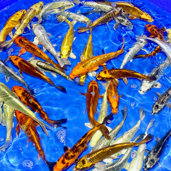 6 7" Ghost Koi Carp Complete Koi