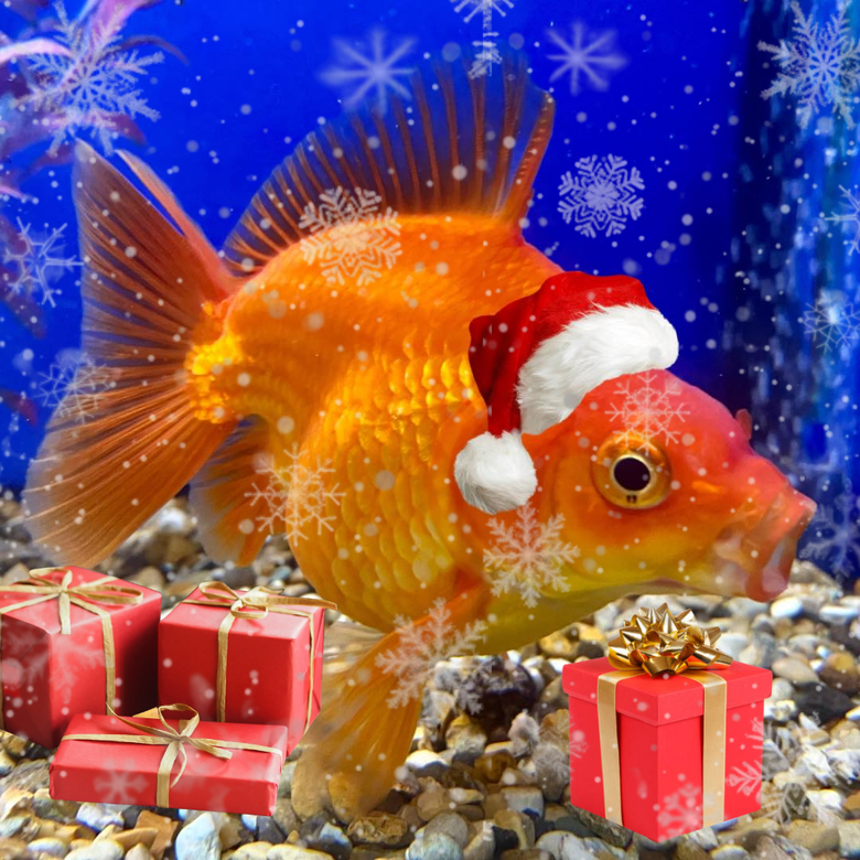 fish tank accessories all animal food AnRui Betta Decor Ceramic Jar Aquarium Decorations Cute Clay Pot Hideout Cave Ornaments for Small Fish, Shrimp, Cichlid to Play Hide Breed, Large : Pet Supplies It is recommended you change the filter cartridge one time per month Molain Fish Feeding Ring 2