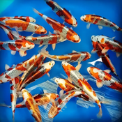 Kujaku Koi: The Peacock of the Pond