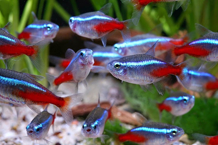 Keeping Tropical Fish: How to care for Neon tetras