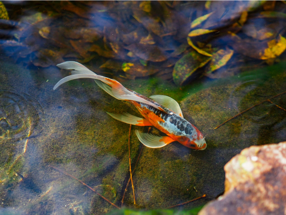 How to Care for Pond Fish: Our Complete Guide