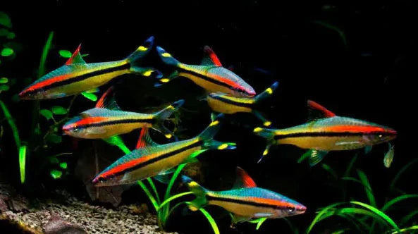 Are Denison Barbs Right for Your Tank? A Simple Care Guide