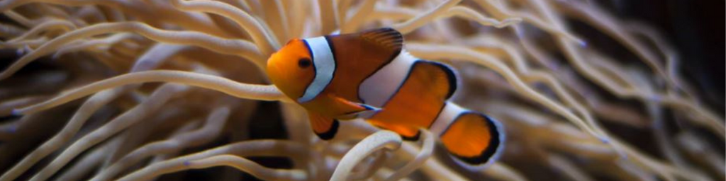 A Simple Guide to Marine Fish and Aquariums