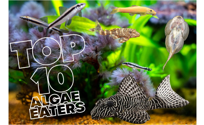 Our Top 10 Best Algae-Eating Fish for Freshwater Tanks