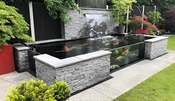Why Are the Sides of My Pond Green?