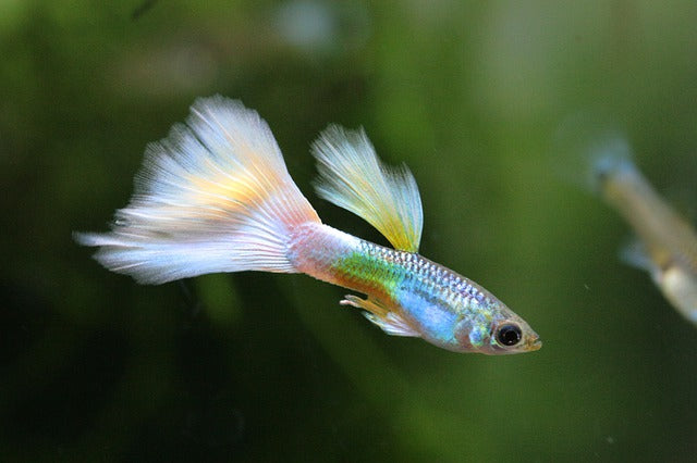 Guppy tropical on sale fish