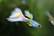 Keeping Tropical Fish: How to care for Guppies