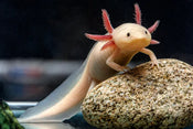 Axolotl Basics: A Beginner’s Guide to Care & Aquarium Setup