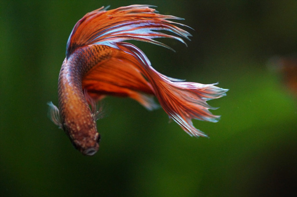 The Best Freshwater Fish For Your Aquarium
