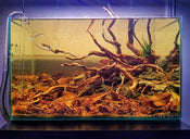 Why Is My Aquarium Water Brown? Causes & How to Fix It