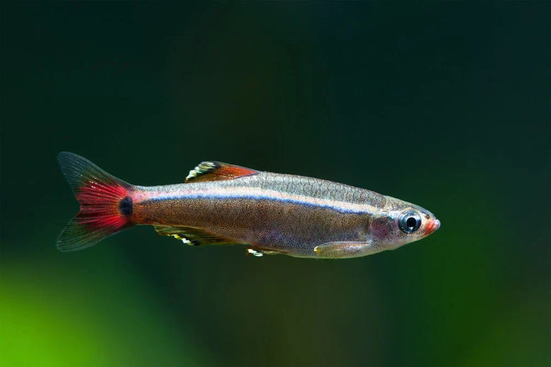 Mountain Minnow Care Guide: The Perfect Beginner-Friendly Fish