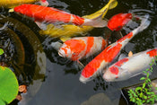 Koi Carp: The Ultimate Guide