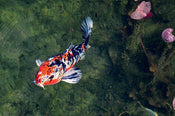 A Beginner’s Guide to Sanke and Showa Koi: Origins, Patterns, and Key Differences