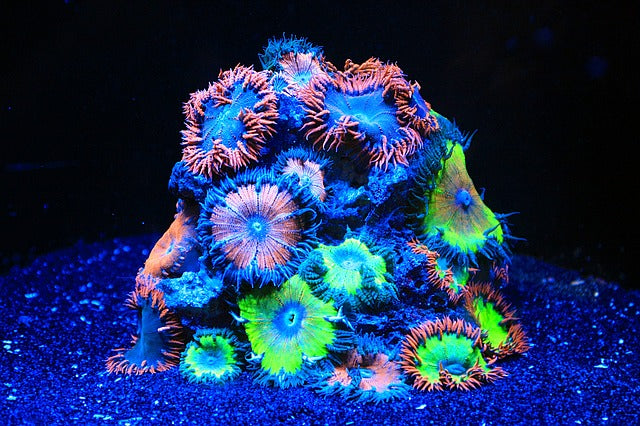 Keeping Corals: How to care for Zoanthids