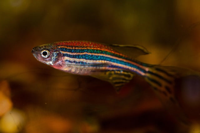 Complete Guide to Danio Fish Care