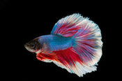 Common Health Issues of Betta Fish & How To Treat Them