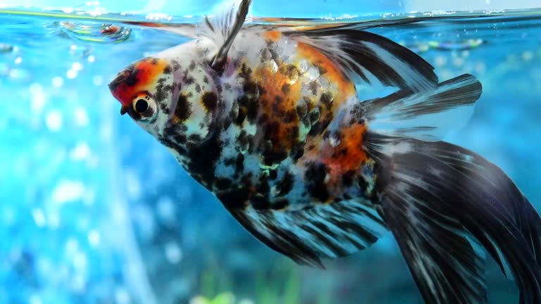 Swim Bladder Disorder in Aquarium Fish: Causes, Symptoms, and Treatment