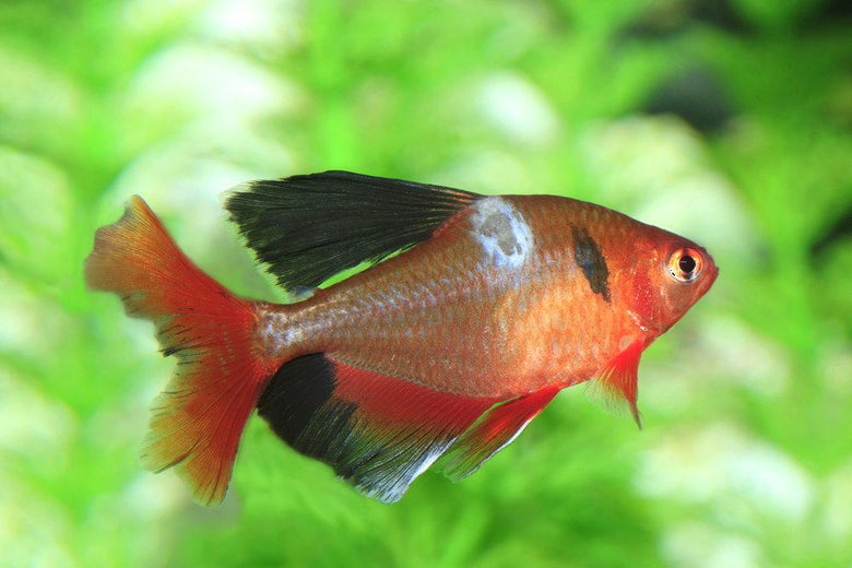 Bacterial Issues in Aquariums: Causes, Symptoms, and Treatment