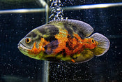 Oscar Fish Care Guide: Everything You Need to Know