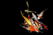 Dive Into the World of Koi: The Complete Guide