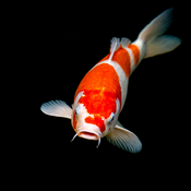 The Ultimate Guide to Kohaku Koi: Origins, Traits, and Varieties