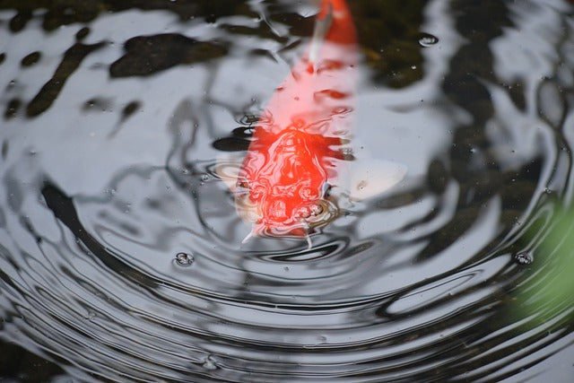 Understanding Your Water Parameters for a Healthy Pond Ecosystem