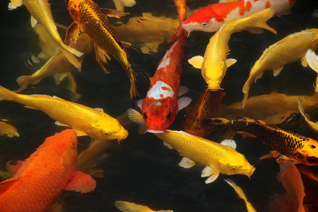 The Elegant Simplicity of Ogon Koi Varieties