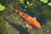 Carp Pox: What Is It and How Do I Get Rid of It?