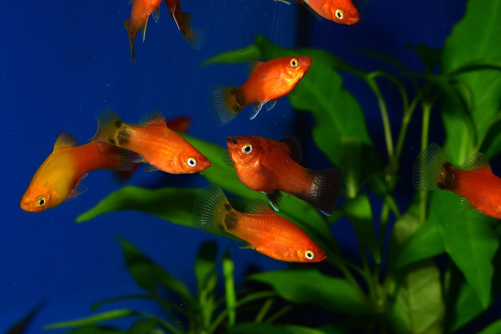 Keeping Tropical Fish: How to care for platyfish