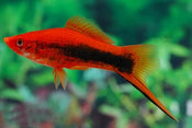 Keeping Tropical Fish: The Colourful World of Swordtail Fish